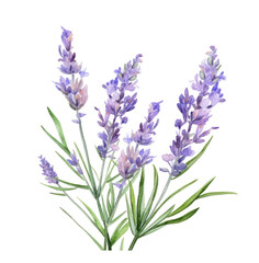 lavender flowers watercolor illustration, isolated