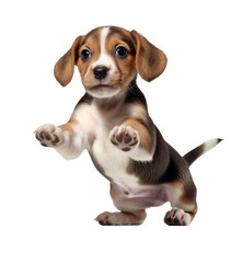 beagle puppy jumping up and down on white background,