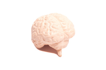 Human brain anatomical model closeup.
