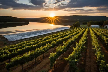 Fotobehang A scenic vineyard at sunset with rows of grapevines and solar panels reflecting the golden sunlight in a tranquil rural setting. © apratim