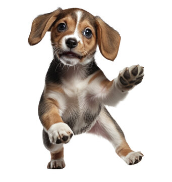 Beagle Puppy Jumping Up And Down On White Background,