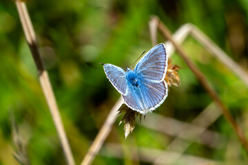 Common Blue Butterfly (Polyommatus icarus) with its wings outstretched which is a spring summer...