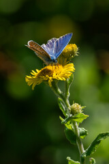Fototapeta premium Common Blue Butterfly (Polyommatus icarus) with its wings outstretched which is a spring summer flying insect, stock photo image