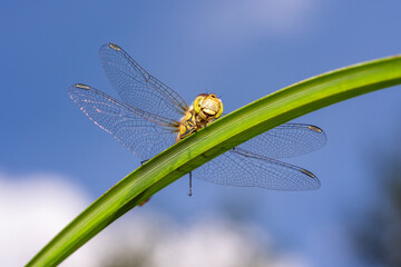 Common Darter dragonfly is one of the most abundant insect species in the UK and Europe, stock...