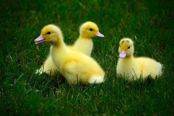Three cute yellow baby chicks walking in the green grass