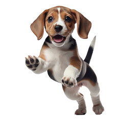 beagle puppy jumping up and down on white background, - obrazy, fototapety, plakaty