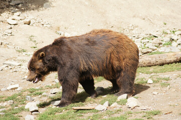 Grizzly bear, Anchorage, Alaska, United States