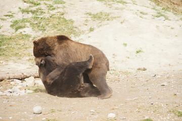 Grizzly bears playing, Anchorage, Alaska, United States