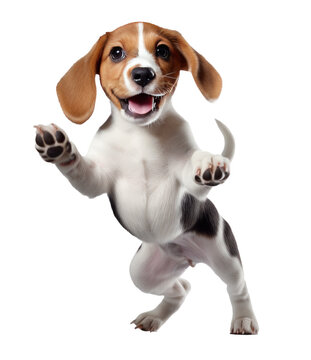 Beagle Puppy Jumping Up And Down On White Background,