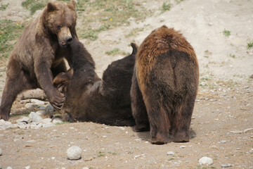 Grizzly bears playing, Anchorage, Alaska, United States