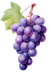 Fototapeta premium several purple grapes are shown isolated