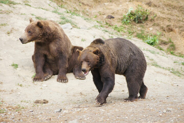 Grizzly bears playing, Anchorage, Alaska, United States