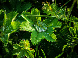 Dew on a leaf 