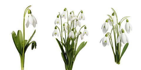 White snowdrops, set, winter and spring flowers, isolated or white background