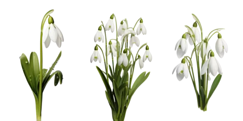 Fotobehang White snowdrops, set, winter and spring flowers, isolated or white background © Teppi