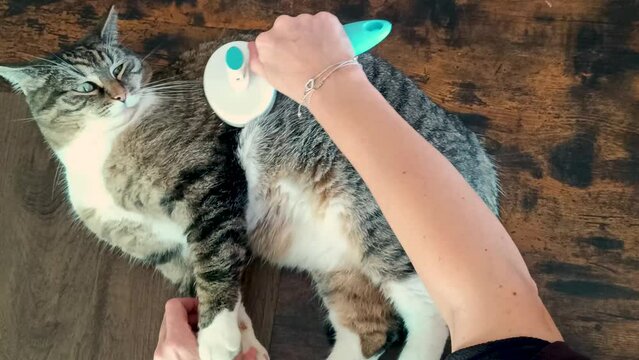 brosse pass&eacute;e sur un chat allong&eacute;