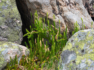 Lycopodium clavatum growing in the green spring forest in rainy West Sayans, botanical natural background. Grass grows near stone cave.