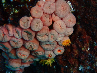 Tubastraea coccinea or orange cup coral, an invasive hard coral in Caribbean and Atlantic.