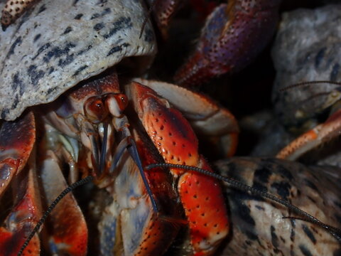 Coenobita clypeatus, known as Caribbean hermit crabs, piling up close-up