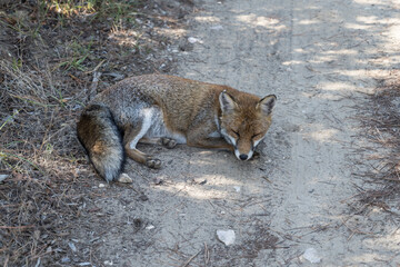 fox sleeping in shadow  on dirt path in pine grove, Italy