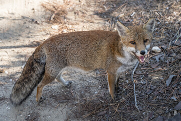 fox standing in shadow  on dirt path in pine grove, Italy