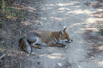 Obraz premium fox waiting in shadow on dirt path in pine grove, Italy