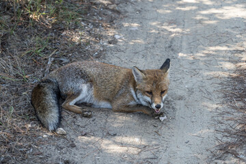 fox resting in shadow  on dirt path in pine grove, Italy