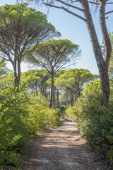 maritime pines and path in pine grove on Mediterranean shore, Marina di Alberese, Italy - obrazy, fototapety, plakaty