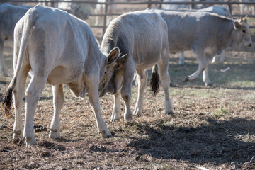 young Maremma bulls confronting in paddock, Italy