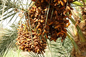 Fruitful palm trees in the countryside of northern Sudan