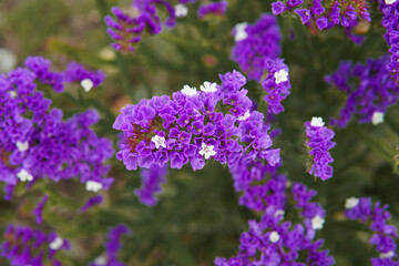 limonium sinuatum hermosa