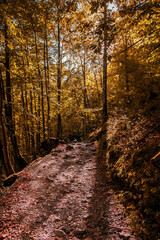 Obraz premium path in autumn forest with yellow leaves and the sunlight 