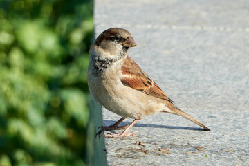 sparrow