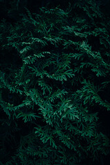 A close up of green Thuja tree branches
