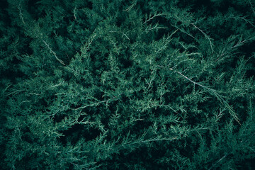 A close up of dark green Juniper bush branches