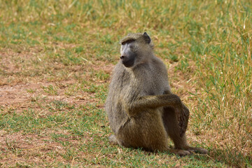 Young baboon monkey in savanna in Kenya National Park.