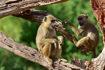 Young baboons sit on the branches of a dead tree in a national park in Kenya.