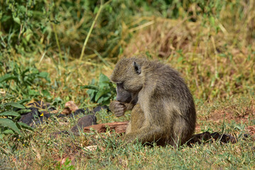 Naklejka na ściany i meble Young baboon monkey in savanna in Kenya National Park.