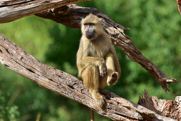 A young baboon sits on the branches of a dead tree in a national park in Kenya.