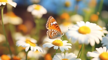 A close-up of a butterfly on a white flower, a colorful urticaria butterfly sitting on chamomile flowers, and a close-up of its mouth.