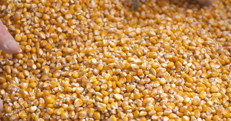 Farmer examining corn grains in hands
