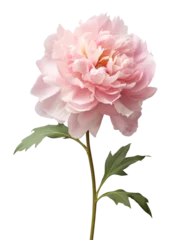 Deurstickers Pioenrozen Pink peony flower isolated on transparent background