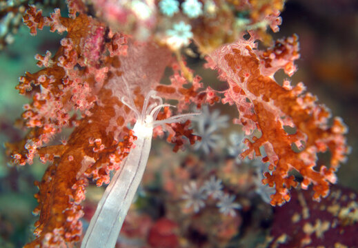 Soft coral and a seaworm