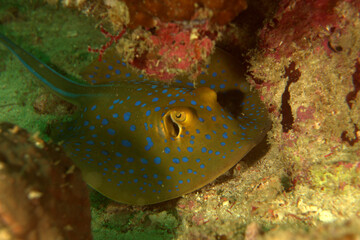 Bluespotted ribbontail ray in the sea