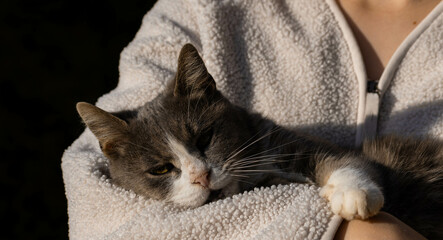 cat sleeping in arms © Jzsa