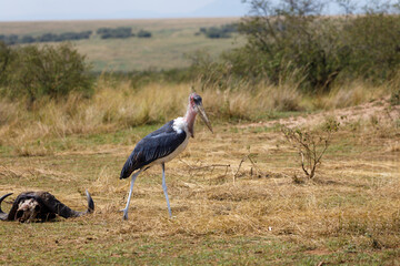 A dramatic photo of a severed buffalo head on ground with marabou stork standing next to it.