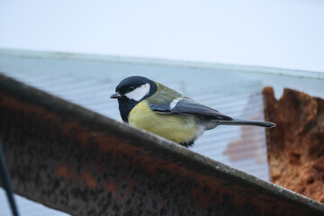 Great Tit (Parus major) on the roof.