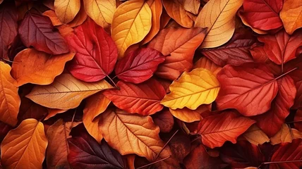 Fotobehang  scenery multicoloroed bright vibrant  first fallen dry leaves © Samvel