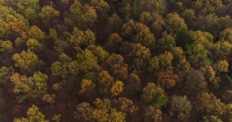 Fototapeta na wymiar Flying Over Forest. Forest from Above