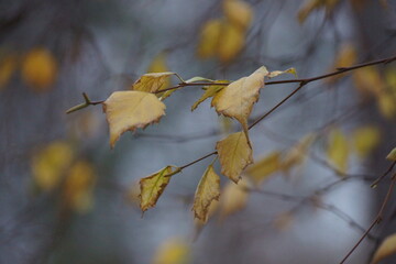 Yellow leaves on black branches, the wind blows, will sway, fall or remain, in the gray darkness something will flash as a gray shadow and melt, fleetingness and time stops.